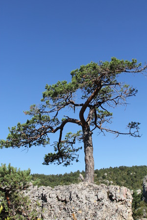 treeの写真素材