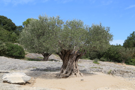 olive treeの写真素材