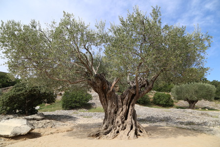 olive treeの写真素材