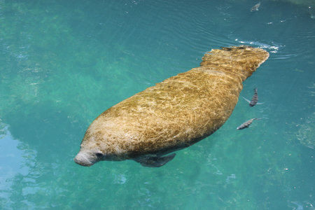 Manateeの写真素材