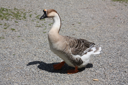 wild gooseの写真素材