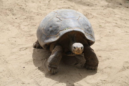Giant Turtle