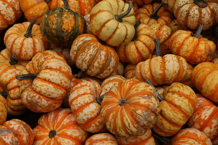 pumpkinの写真素材