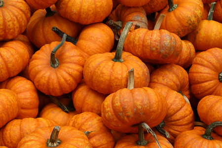 pumpkinの写真素材