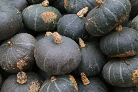 pumpkinの写真素材