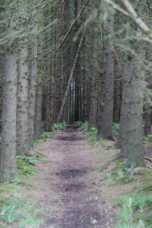 Forest roadの写真素材