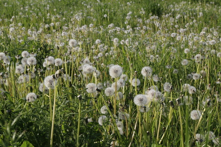 Meadowの写真素材
