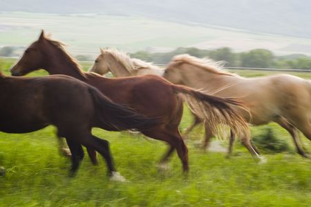 running horses (blurred)の写真素材