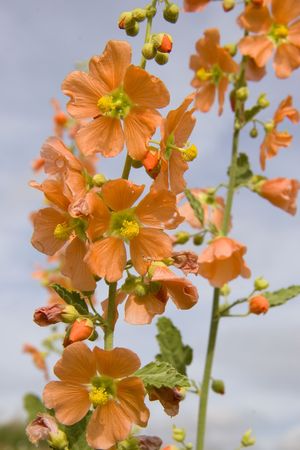 hollyhock flowers in desert landscapeの写真素材