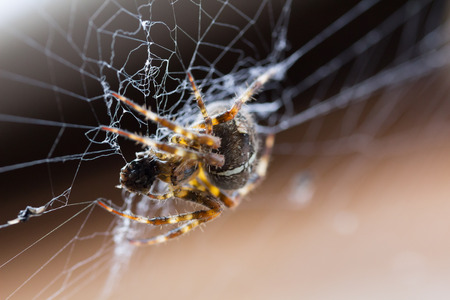 Spider in webの写真素材