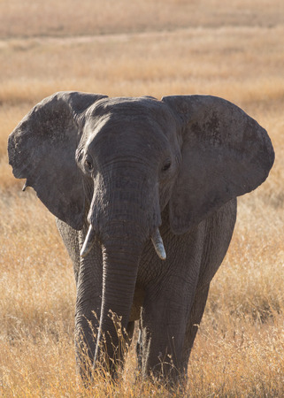 Elephant in Serengetiの写真素材