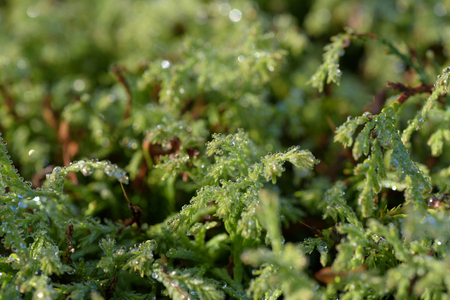 Cupressus plant with droplets of rain on the branchesの写真素材