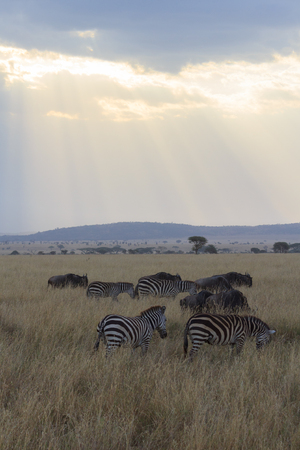 Rays of sunlight shining on the Serengeti savanna with zebra grazingの写真素材
