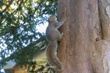 Grey Squirrel hanging on tree vertically