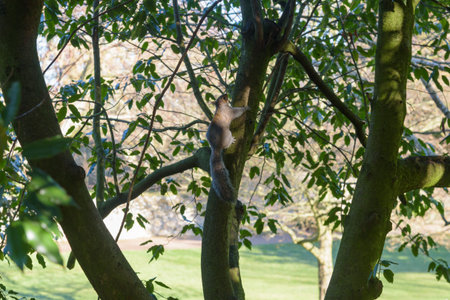 Grey Squirrel climbing up a tree