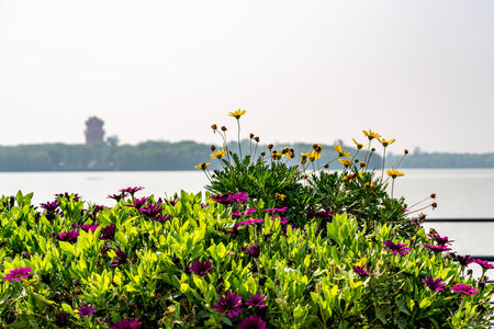 flowers on the lake in the summer, beautiful photo digital pictureの写真素材