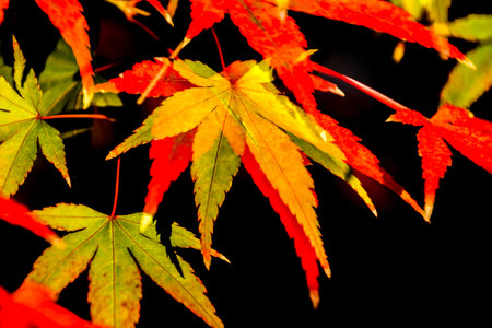 Maple leaves in autumn season with black background, close up.