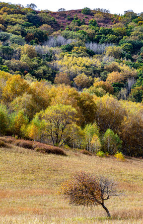 Autumn Landscape with Colorful Aspen Trees on the Hillの写真素材