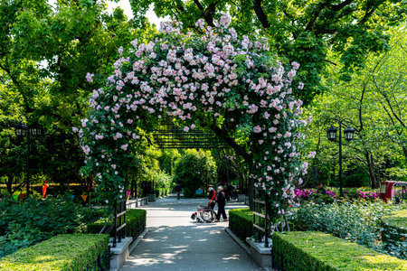 Rhododendron blooming in the park, Thailand.の写真素材