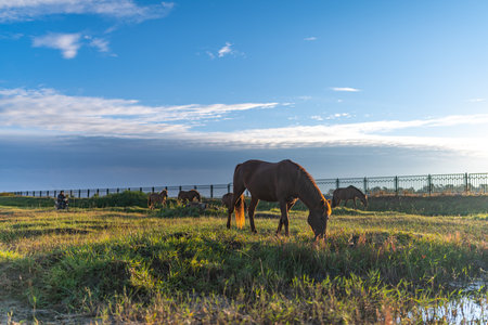 Horses grazing in a meadow in the light of the setting sunの写真素材