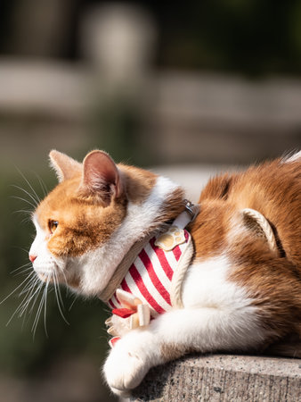 Red and white cat sitting on the wooden bench in the garden.の写真素材