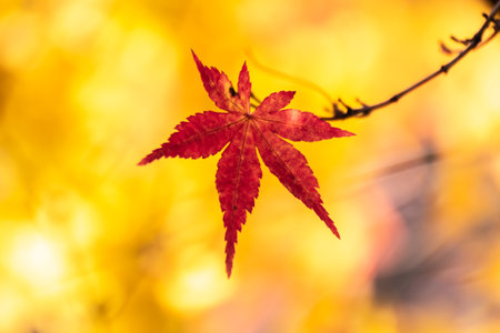 Red maple leaf on blurred background. Autumn season concept. Selective focus.の写真素材