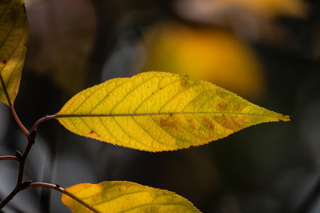 Autumn yellow leaves on a tree branch in the forest.の写真素材