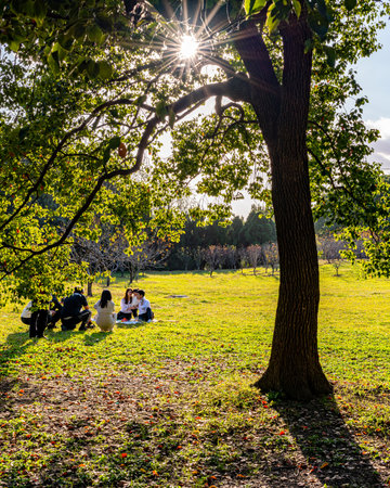 Group of people sitting under a tree in a park on a sunny dayの写真素材