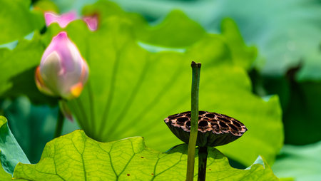 Lotus flower and Lotus flower plants in the pond, Thailand.の写真素材