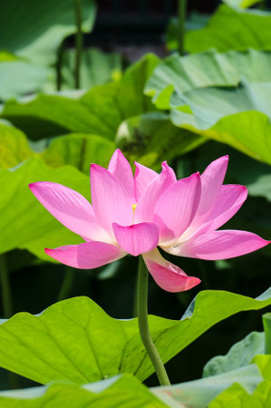 pink lotus flower in the pond with green leaf background.の写真素材