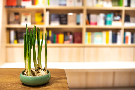 Sprouted green onions in a pot on a table in a libraryの写真素材