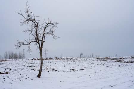 Lonely tree on a field covered with snow in winter.の写真素材