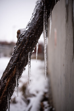 Icicles hanging from a tree in the winter. Selective focus.