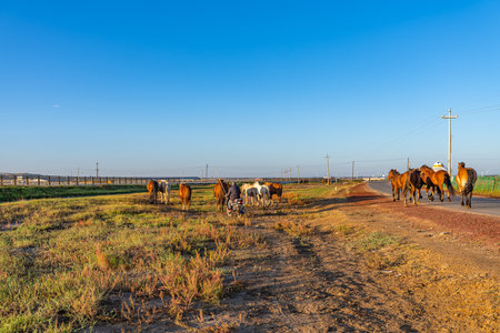 Herd of horses on the road in the field at sunset.の写真素材