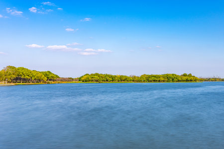 Landscape of mangrove forest and lake with blue sky backgroundの写真素材