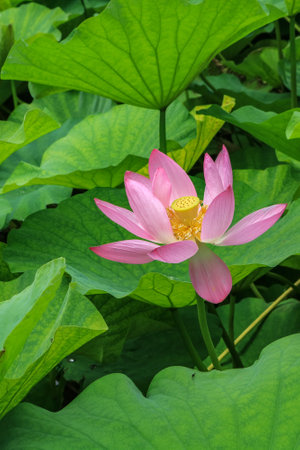 Lotus flower blooming in the pond with green leaf background.の写真素材