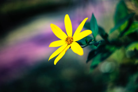 Yellow flower on blurred background, Thailand. (Tithonia diversifolia)