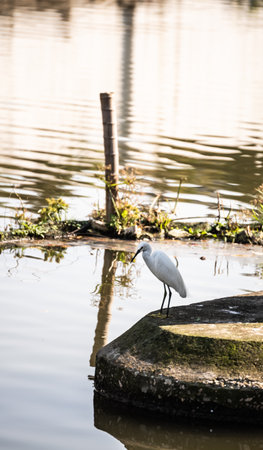 Little egret standing on a rock in a pond with reflection.の写真素材