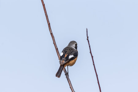 A common stonechat (Saxicola rubicola) perched on a branch
