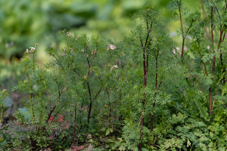 Dill and parsley growing in the garden. Selective focus.
