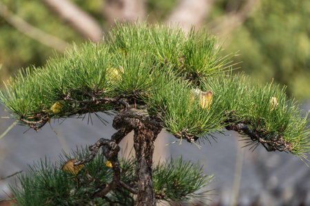 Bonsai tree in the garden, close-up of pine cones