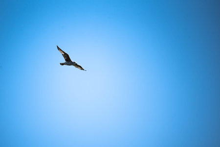 Seagull flying in the blue sky, beautiful photo digital picture