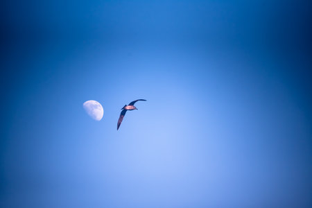 A seagull flies over the moon in the blue sky.の写真素材