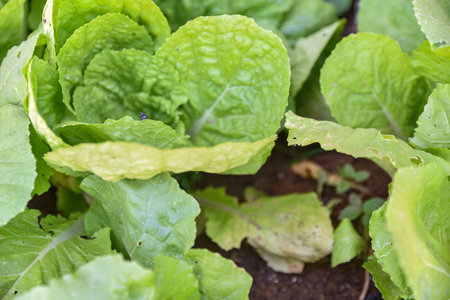 lettuce growing in the vegetable garden, closeup of green leafの写真素材