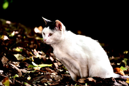 White cat on the autumn leaves in the garden. Black background.の写真素材