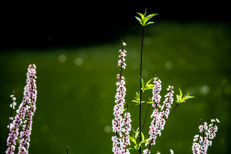 Flowering branch of peach on a background of green grass.