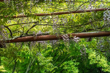 Wisteria blooming in the garden on a background of green foliage