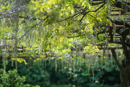 Wisteria tree in the garden with green leaves and flowers.の写真素材