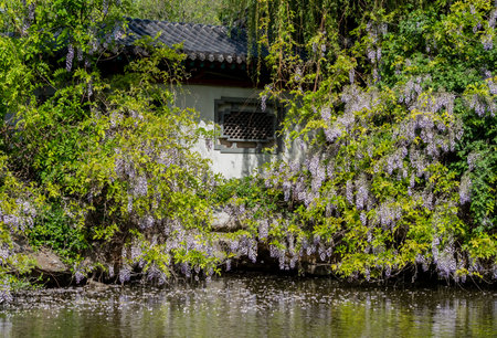 Wisteria flowers on the banks of the river in Hubeiの写真素材