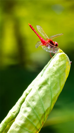 Red dragonfly on a leaf in the garden, close-upの写真素材